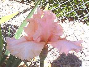 JPEG image