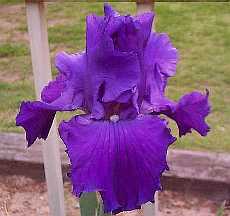 JPEG image