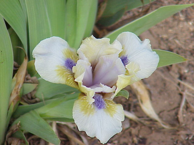 JPEG image