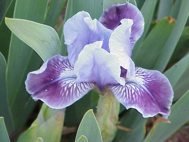 JPEG image