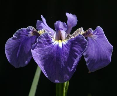JPEG image