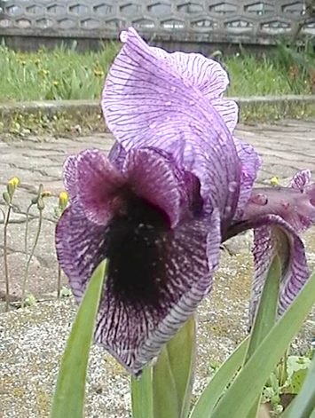 JPEG image