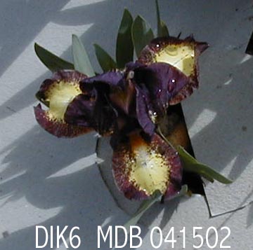 JPEG image