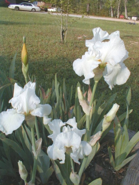 JPEG image