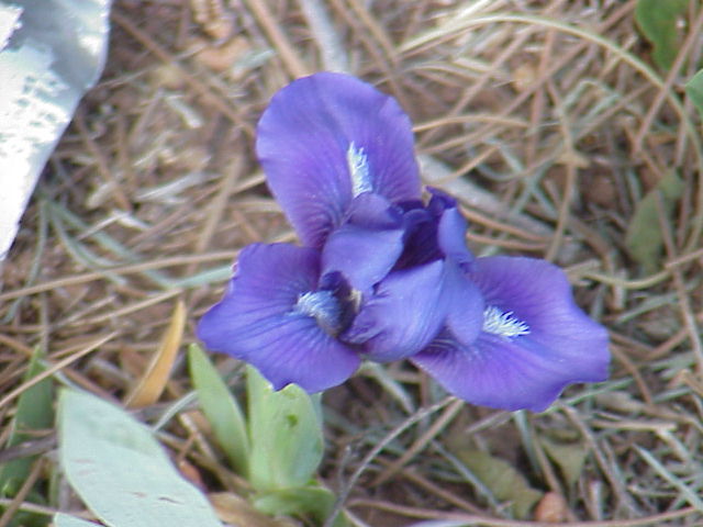 JPEG image