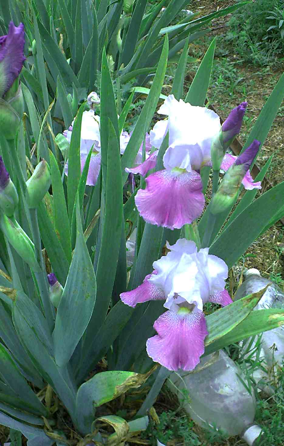 JPEG image
