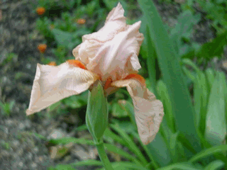 GIF image