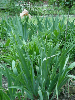 GIF image