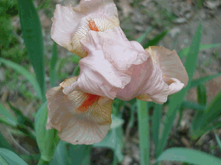 GIF image