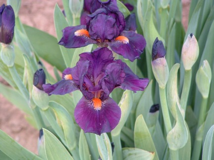 JPEG image