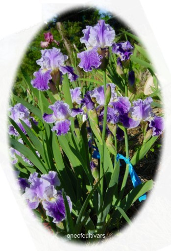 JPEG image