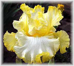 JPEG image