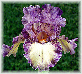 JPEG image