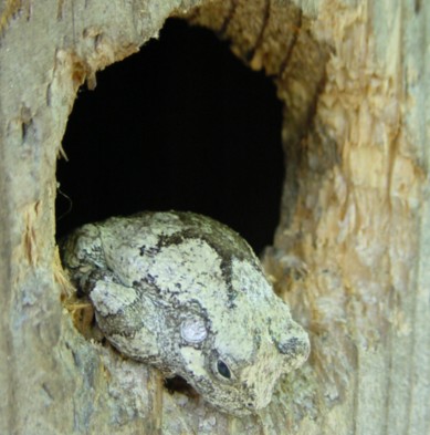 JPEG image