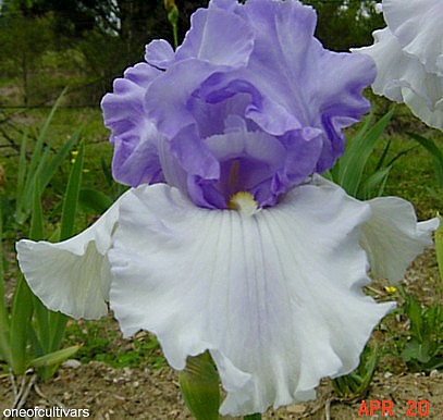 JPEG image
