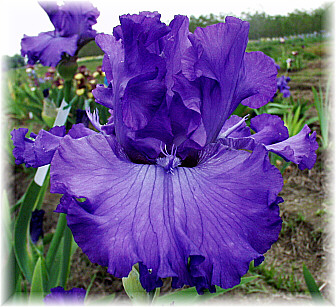 JPEG image