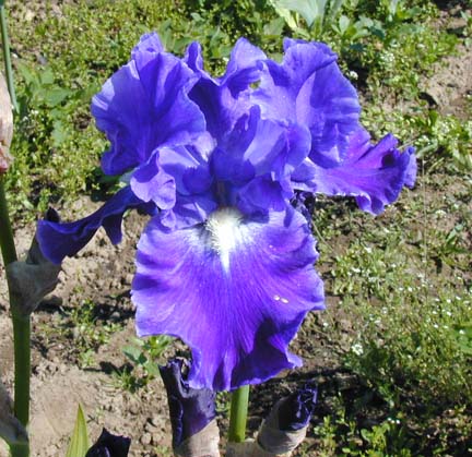 JPEG image