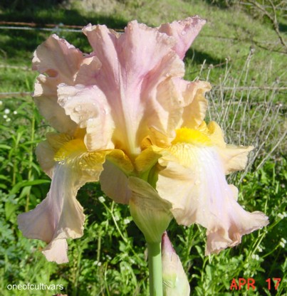 JPEG image
