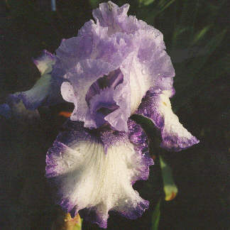 JPEG image