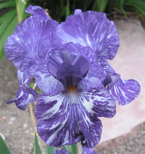 JPEG image