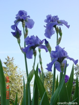 JPEG image
