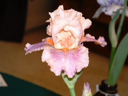 JPEG image