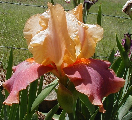JPEG image