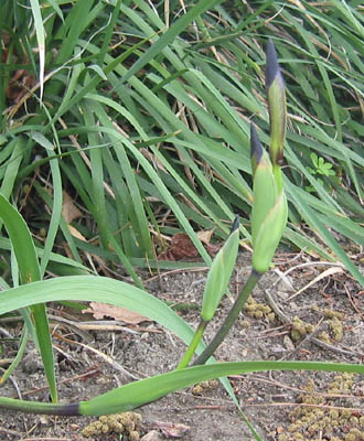JPEG image