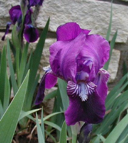 JPEG image