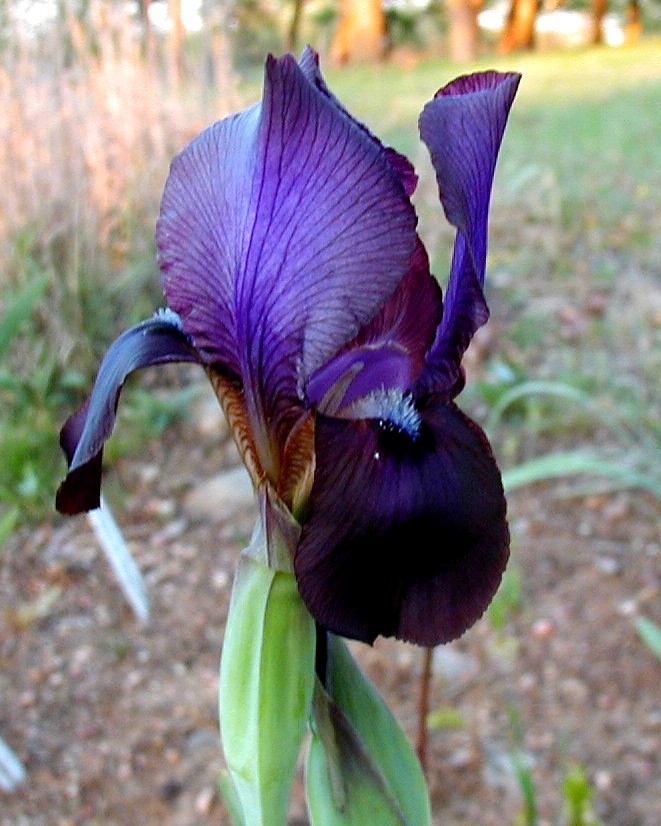 JPEG image