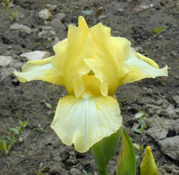 JPEG image