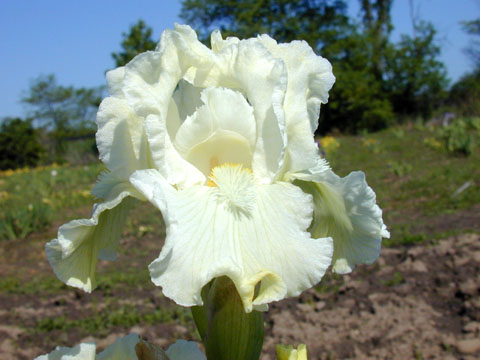 JPEG image