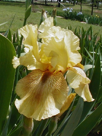 JPEG image