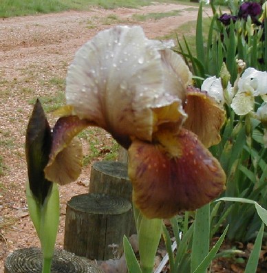JPEG image
