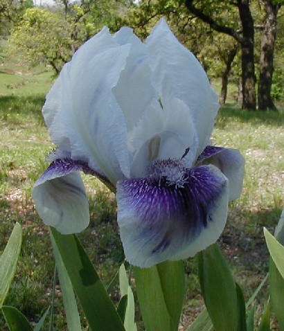 JPEG image