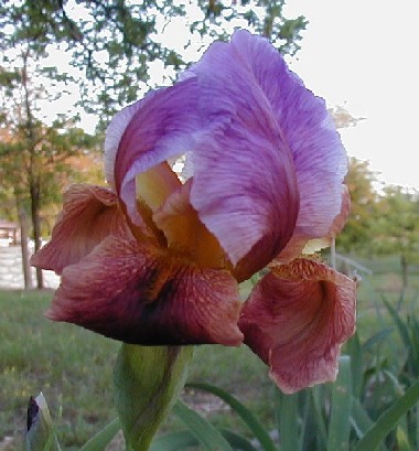 JPEG image