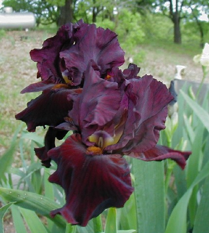 JPEG image