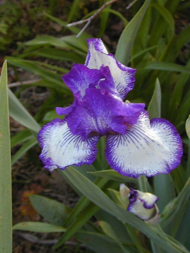 JPEG image