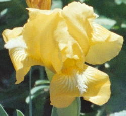 JPEG image