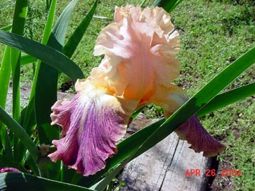 JPEG image