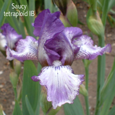 JPEG image