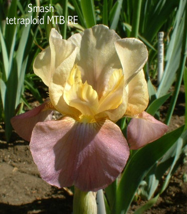 JPEG image