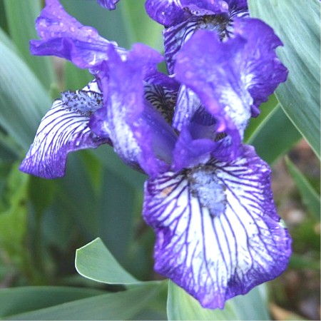JPEG image