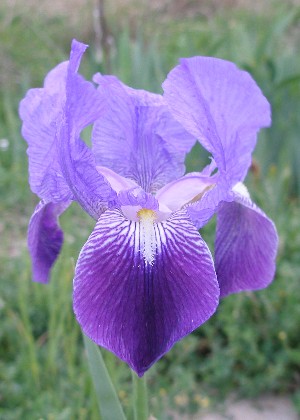 JPEG image