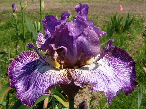 JPEG image