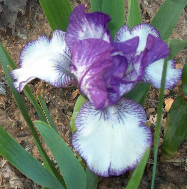JPEG image