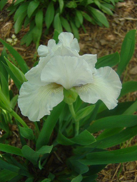 JPEG image