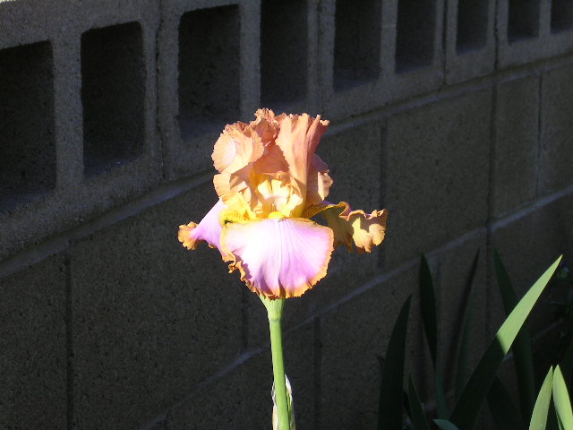 JPEG image