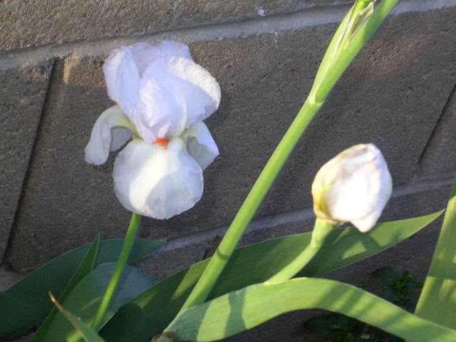 JPEG image