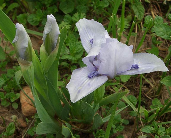JPEG image